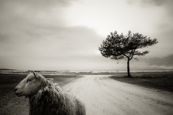 Photograph Anna Hurtig Insomnia on One Eyeland